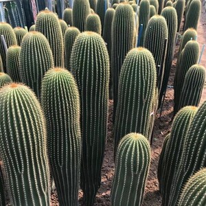 大凤龙仙人柱多肉植物大型仙人球仙人掌肉肉绿植花卉盆栽防辐射