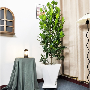 福木树盆栽植物室内风水树庭院别墅四季常青盆景客厅大型落地绿植