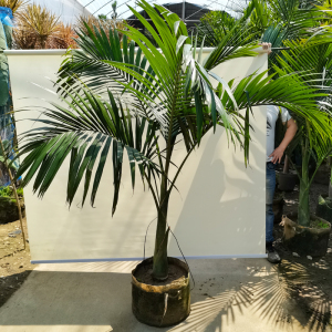 8米高假槟榔大棵植物盆栽大型客厅绿植阳台庭院盆景四季常青花