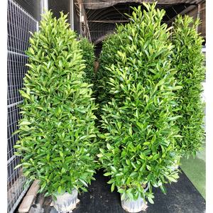 非洲茉莉盆栽塔型客厅大型落地绿植庭院围墙篱笆植物盆景四季常青