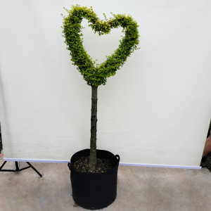 高杆小叶亮晶女贞树苗棒棒糖爱心五角星造型金叶老桩庭院阳台绿植