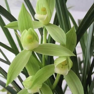 春剑兰花带花苞