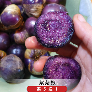 紫菇娘果种子姑娘果种籽孑紫色水果酸浆挂金灯笼果阳台盆栽可食用
