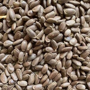 吊瓜子 瓜蒌种子 天花粉栝楼吊瓜润肺祛痰材野生糖瓜蒌瓜种籽