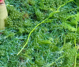 海缸海水藻缸活石高等藻绿葡萄藻钢丝藻大羽毛藻红葡萄火焰鹿角藻