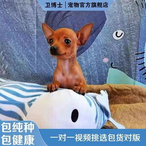 纯种小鹿犬幼犬黑色黄色小鹿狗活犬长不大小狗小型犬小体迷你杜宾