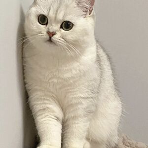 云系银渐层短毛猫