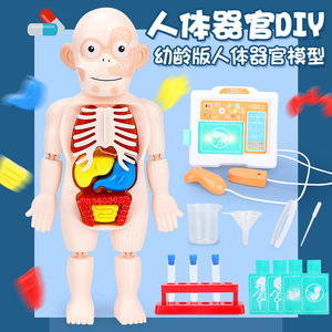 人体内脏器官结构模型医学仿真教具儿童科教早教益智玩具diy拼装