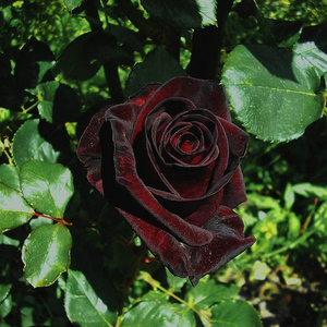 黑玫瑰花盆栽室内