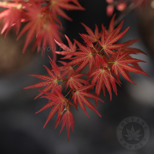 60tb136554134淘宝日本红枫红舞姬造型老桩盆景耐旱耐寒矮红枫树苗