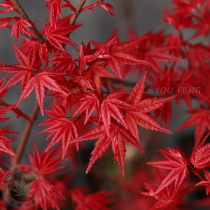 千染红叶系日本枫树株型直立四季好养庭院地栽室内阳台盆栽有枫