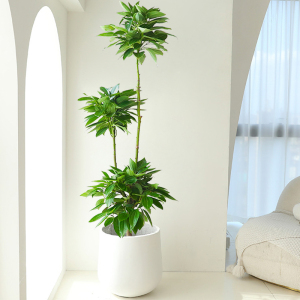 00qhds17349660818淘宝幸福树盆栽绿宝盆景室内四季常青净化空气