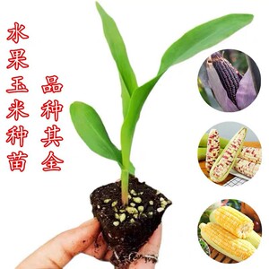 水果玉米秧苗甜糯玉米苗阳台盆栽种植玉米幼苗春季菜苗玉米苗