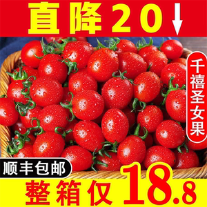 【顺丰包邮】海南千禧果5斤正宗圣女果新鲜孕妇水果樱桃小番茄陵T