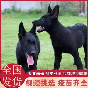 太极犬