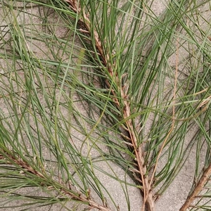 新鲜松针野生马尾松2针松树毛毛5斤包邮