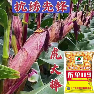 矮杆大棒玉米种子高产特大棒紫杆苞米苞谷大马牙角质抗倒抗旱抗病