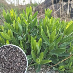 野生山苜楂种子山麻楂苗老根山木楂苗蚂蚱菜银柴胡山珍菜野菜种籽