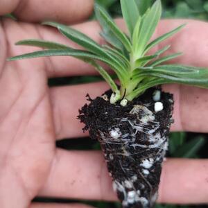 满天星花盆栽白色