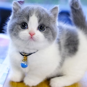 蓝白短腿猫活体拿破仑短腿小宠物猫幼猫英短矮脚蓝白曼猫基康矮脚