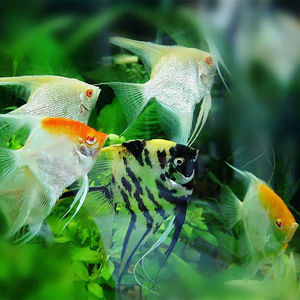 阿凡达神仙鱼烟熏海鸥熊猫金头蓝魔黑陨石秘鲁白神仙观赏鱼苗大全