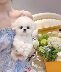 纯种长不大比熊幼犬网红飞耳比熊犬小型犬俊介茶杯犬博美犬宠物狗