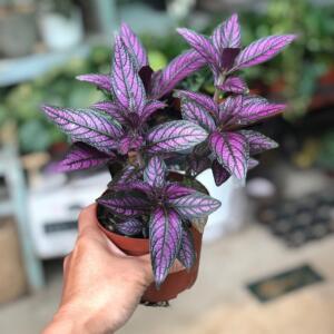 彩色叶子植物波斯红草红贝马蓝梦幻紫色叶观叶植物阳台耐盆栽绿植