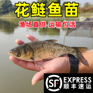 鲢鳙鱼苗批发大头鱼苗淡水养殖食用半斤胖头白鲢雄鱼鳊鱼花鲢鱼苗