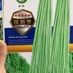 春秋小五叶干枝梅特长豆角种子叶少果多压塌架特长豆角种子春秋种