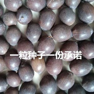 粉藕种子莲藕荷花莲子浅水糯藕莲花荷花种子面藕煲汤炖肉软藕包邮