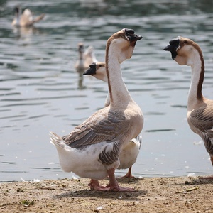12只装狮头鹅活苗头苗小鹅苗正宗特大种狮子头鹅仔大头鹅大鹅活体
