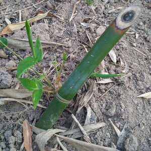 现挖甜笋苗台湾马蹄笋竹苗绿笋苗夏季笋苗龙竹笋苗批量发货麻竹苗