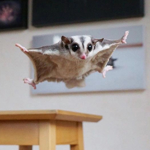 蜜袋鼯幼崽蜜袋鼬飞鼠活物送笼子蜜袋龉密小蜜袋鼠上手活物宠物