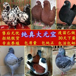 宝摩登活鸽子健康青年肉种观赏雪花宝公斤那鸽三斤活一对包邮