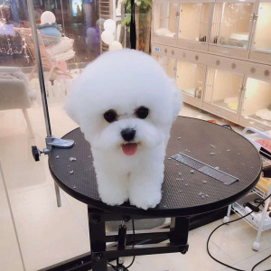 纯种比熊幼犬活体比熊犬白色小型犬茶杯犬博美犬泰迪犬宠物狗活体