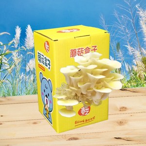 平菇花盆