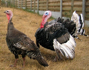 火鸡脱温苗-淘宝拼多多热销火鸡脱温苗货源拿货 - 阿里巴巴货源