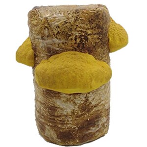 桑黄菌种金边桑黄菌包菌包桑树桑黄家庭室内阳台可种包邮