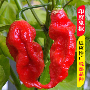 海南黄灯笼辣椒种子超辣魔鬼椒种孑春秋四季室内阳台盆栽蔬菜种籽