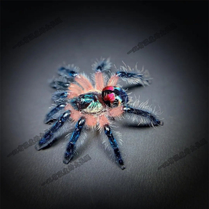 宠物蜘蛛巴西彩树捕鸟蛛ts足展1厘米神物级爬行昆虫活体珍藏品种