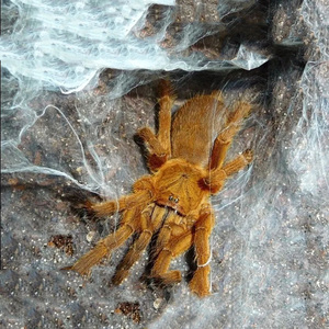 十大巨型蜘蛛图片