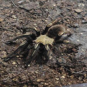 大型宠物蜘蛛火焰黄膝头捕鸟蛛足展2-9厘米爬行昆虫活体新手入门