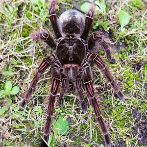 宠物蜘蛛巨型大蜘蛛宠物亚马逊巨人食鸟蛛tb长毛种蜘蛛活宠物昆虫