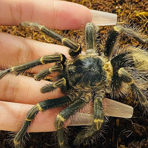 昆虫宠物蜘蛛巴西巨人金直间足展1--15厘米幼体宠物活物蜘蛛温顺