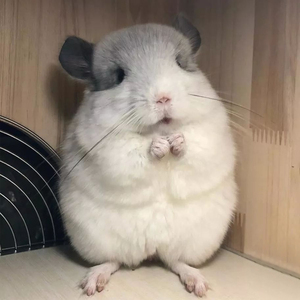 龙猫活物送笼子活体幼崽送笼活公仔宠物卷毛长毛带笼北京已打疫苗