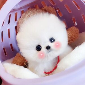 纯种白博美幼犬茶杯犬小型可爱迷你长不大活体俊介犬宠物真小狗狗
