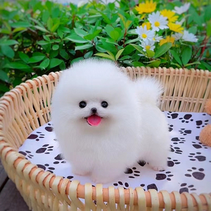纯种博美幼犬活体茶杯犬俊介小型犬博美迷你长不大好养的宠物狗