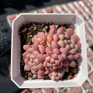 叶小琪多肉馆小红蛋 4号多肉植物