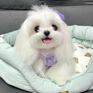 韩版纯种马尔济斯犬公主犬马尔济斯幼犬活体家养宠物狗超小茶杯犬