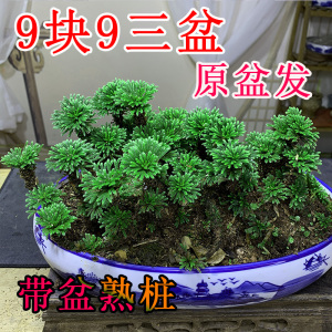 卷柏盆栽九死还魂草植物盆景中草药四季常绿室内外吸甲醛带盆发货